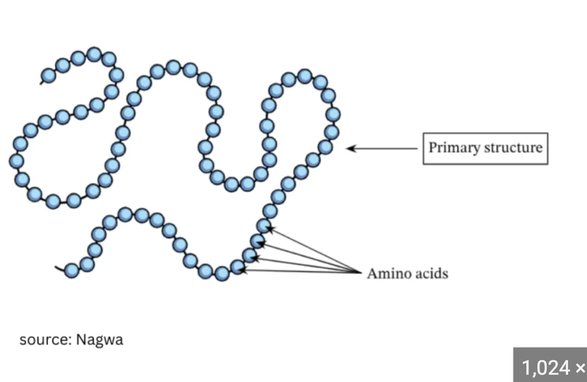 <p>Primary structure</p><p>Bond: peptide bonds between amino acids </p><p>Structure: string of amino acids </p><p></p>
