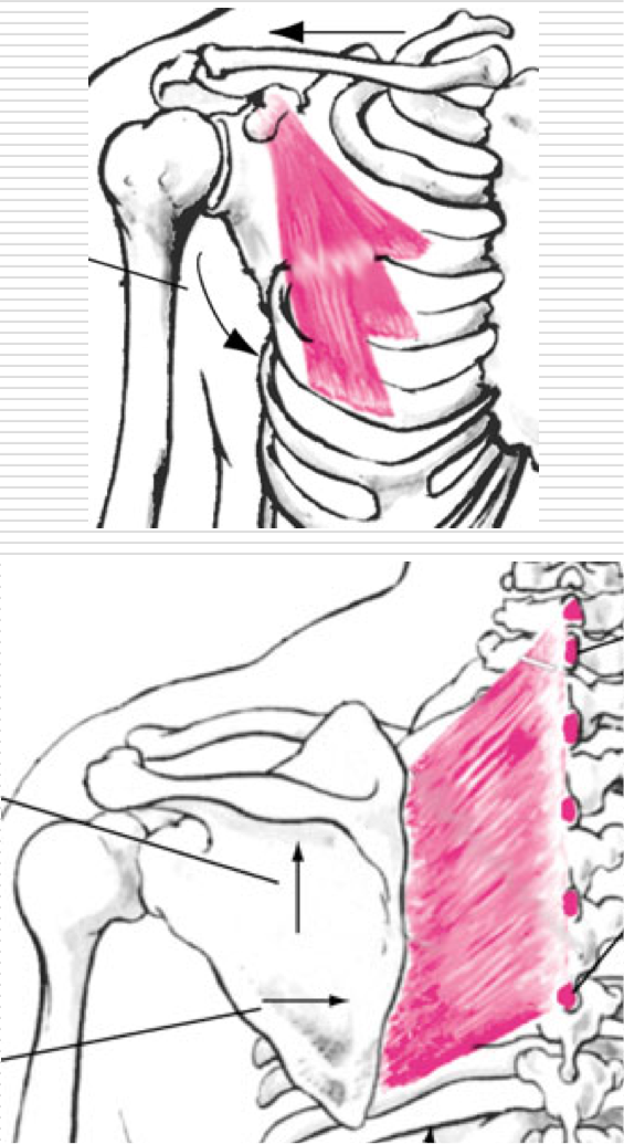 <p>Downward and medial movement </p><p>Glenoid Fossa is rotated downward when downward movement of shoulder joint occurs </p><p>Ex - Lat pull-down </p><p>Agonists </p><ul><li><p>Pectoralis Minor </p></li><li><p>Rhomboid </p></li></ul><p></p>