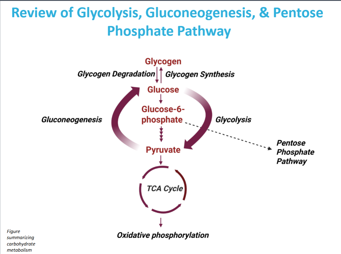 <p>What does the dashed arrow extending from glucose-6-phospate represent?</p>