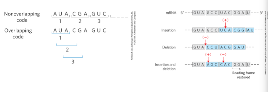 <p>Is the code overlapping or non-overlapping? Use Figs. 27-3 and 27-4 (p. 1007) to</p><p>distinguish between each.</p>