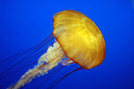 <p>Jellyfish</p>