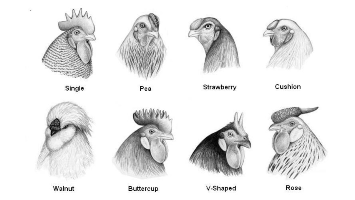 <p>WL/NH - single or rose comb </p><p>RIR/PR - single comb </p>