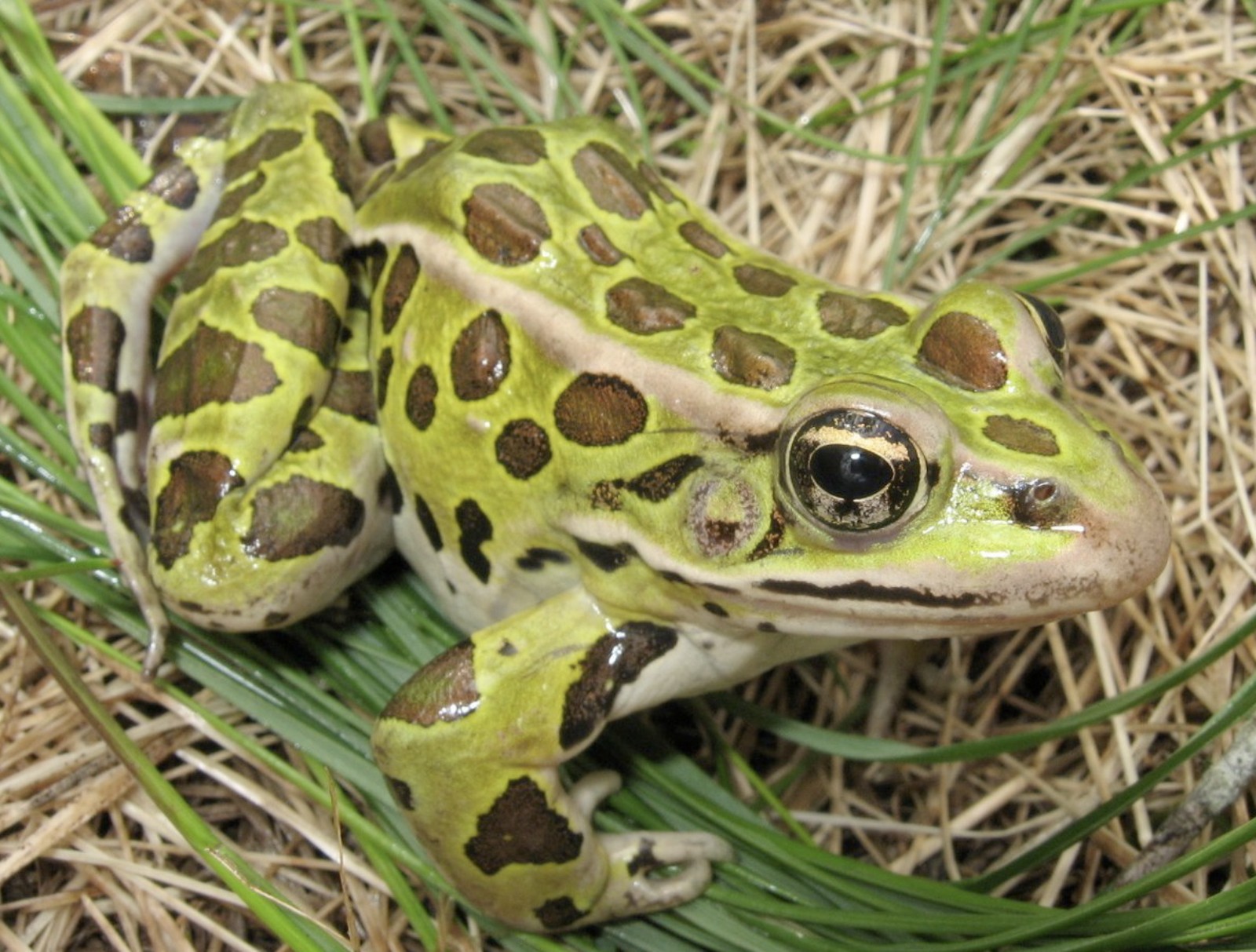 <p>Lithobates (Rana) pipiens</p>