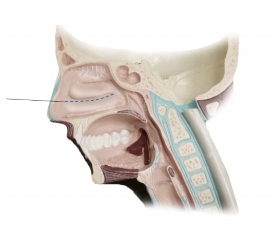 <p><span>Name the structure</span></p>