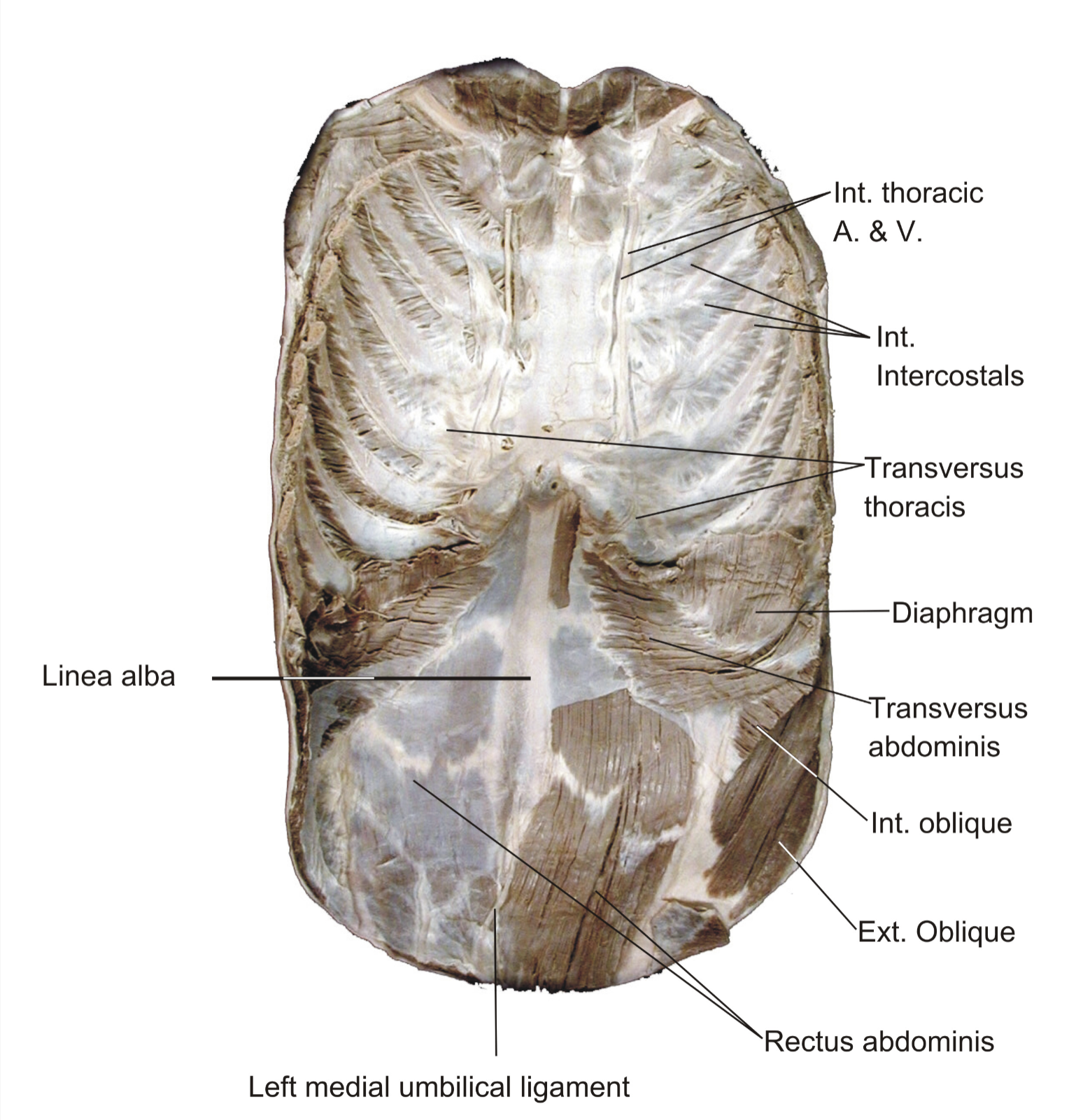 knowt flashcard image