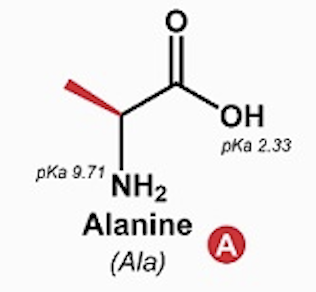 <p>Alanine (Ala, A)</p>