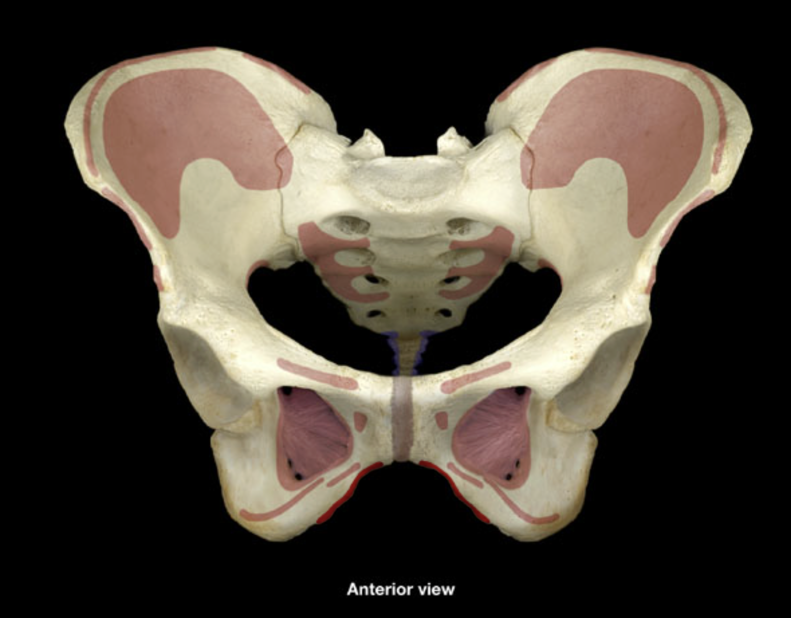 <p>body and inferior ramus of pubis</p>