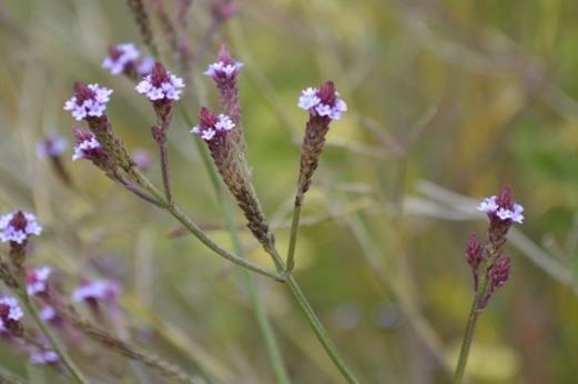 <p>Verbena brasiliensis</p>