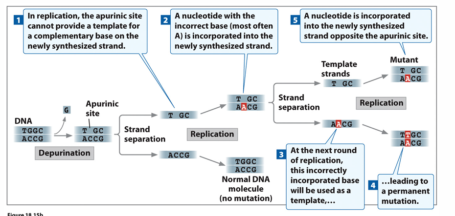 <p>Removes glycosidic bond at eithe</p><p>r G or A, results in missing purine</p>