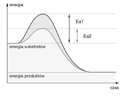 <p>GRUPA A</p><p>10. Wykres przedstawia przebieg dwóch reakcji z udziałem enzymu i bez niego.</p><p>a) Określ, którym symbolem oznaczono energię aktywacji reakcji przebiegającej z udziałem enzymu. Odpowiedź uzasadnij jednym argumentem.</p><p>b) W przemianach metabolicznych wyróżniamy: reakcje wymagające dostarczenia energii (endoergiczne) oraz reakcje przebiegające z uwolnieniem energii (egzoergiczne).</p><p>Określ, czy przedstawiona na schemacie przemiana to reakcja endoergiczna, czy egzoergiczna. Odpowiedź uzasadnij jednym argumentem.</p>