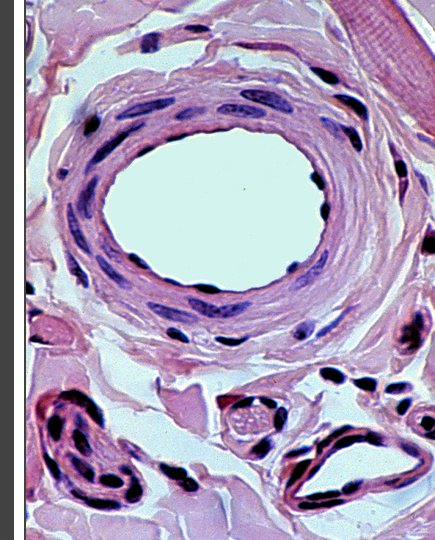 <p>what tissue type is this </p>