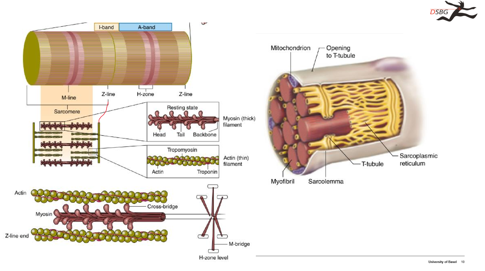 <p>Bereich ohne Myosin.</p>