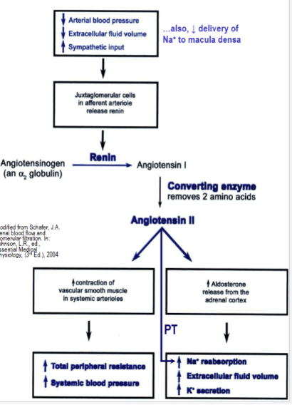 <p>renin releases are triggered by lowered BP, lowered ECF volume and lowered delivery of Na+ to macula densa.</p>