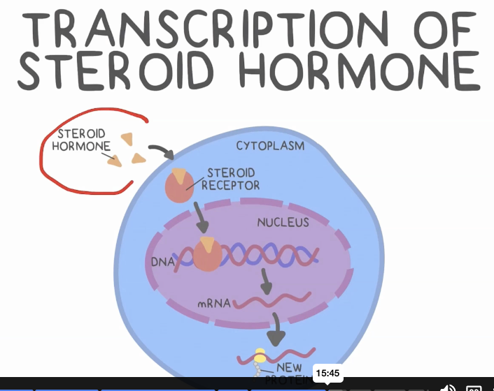 <p>Based on cholesterol, so they are lipophilic, able to directly pass through a cellular membrane (lipid, not water soluble, so needs a water soluble transport protein to travel through the blood)</p><p>Directly binds intracellular receptors of the cytoplasm or the nucleus, resulting in steroid-receptor complexes directly binding DNA to affect transcription </p><p>Cause slow and gradual genetic change, directly stimulating </p>