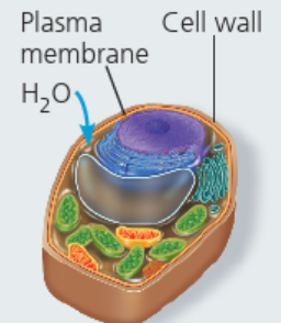 <p>plant cell in hypotonic solution</p>