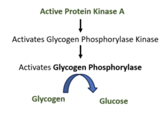 <p>- Binds GPCR → ↑ cAMP → PKA activated → PKA phosphorylates enzymes involved in glycogen breakdown → ↑↑ Blood sugar</p>