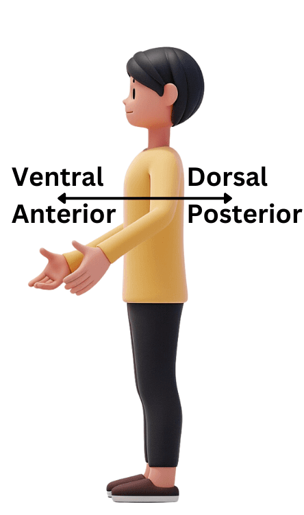 <p>Dorsal: Toward the back</p><p>Ventral: Toward the belly or front</p>