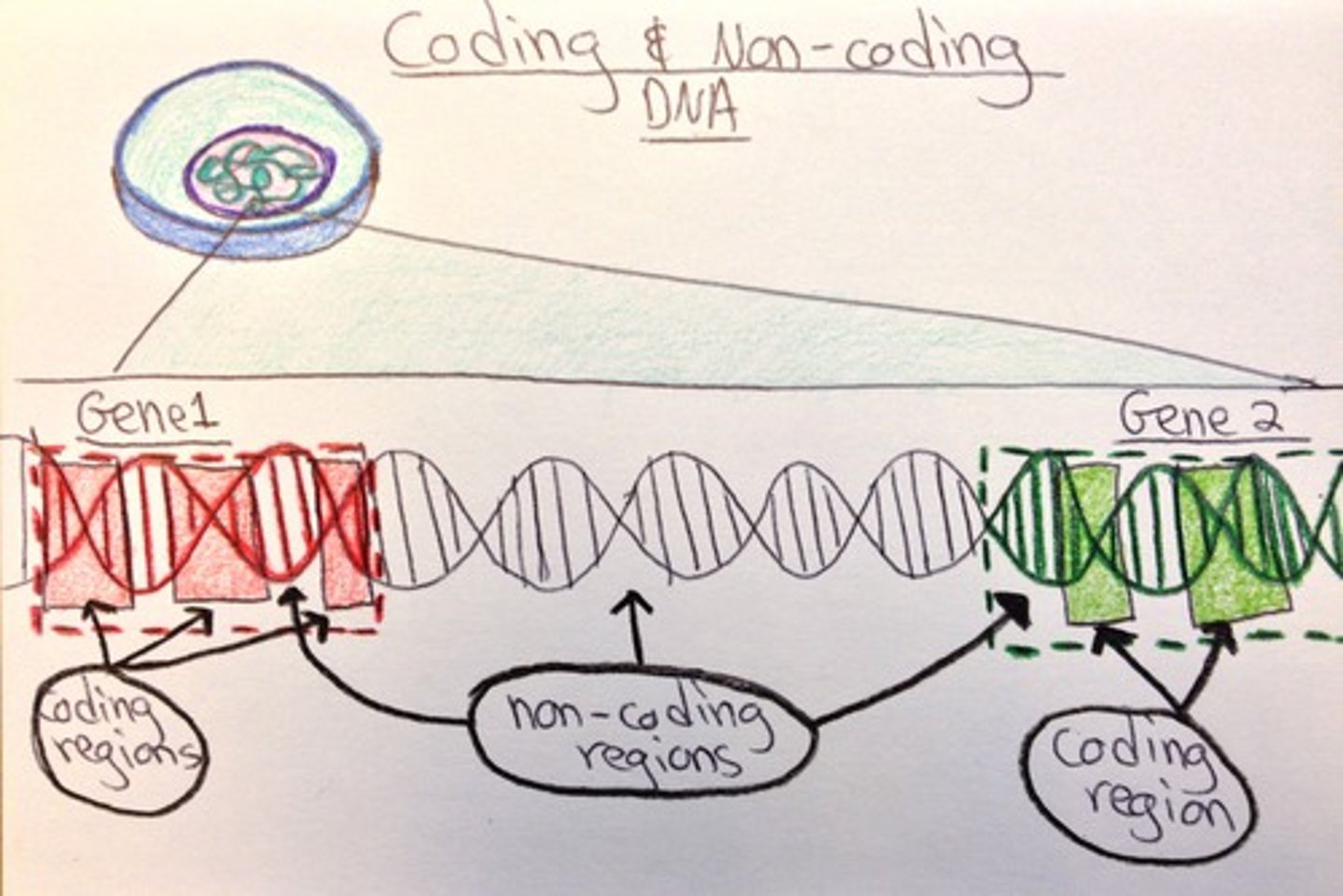 <p>(academic English) đánh giá tầm quan trọng của Ví dụ: Researchers assessed the significance of the findings.</p>