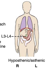 <p>Low diaphragm</p><p>Large intestine in low abd/pelvic cavities</p><p>J-shaped stomach, low in abd cavity (T11-L5)</p><p>Pylorus L3-L4</p><p>Duodenal bulb and gallbladder L3 or L4</p>