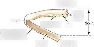 <p>what type of rib is this and what are the parts and what view</p>