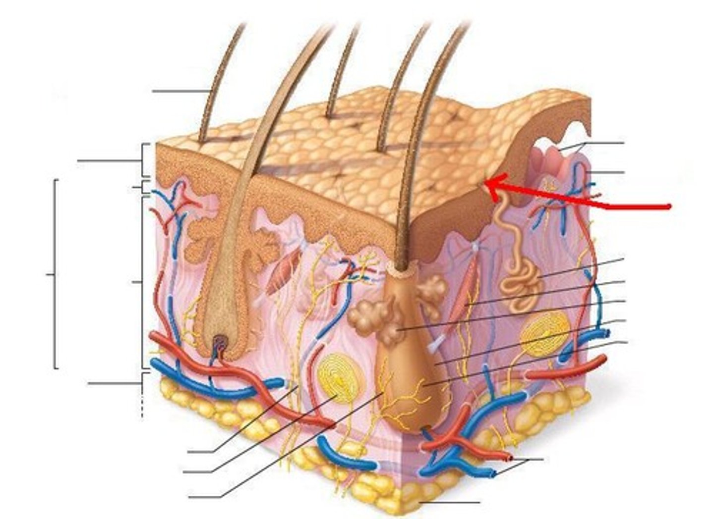 <p>Made:Tiny openings on top of skin with sweat and oil glands</p><p>Function: Let sweat and oil come out of skin.</p>