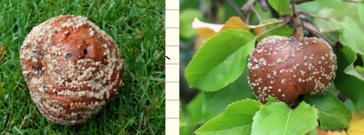 <p>Monilinia fructigena - navadna sadna gniloba (rod Monilinia) </p>