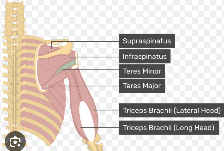 <p>Actions- Lateral rotation of arm, assists with shoulder adduction, stabilizes shoulder joint.</p><p>Functional Groups- Shoulder lateral rotators and rotator cuff muscles.</p><p>Synergists- Infraspinatus, posterior deltoid, supraspinatus.</p><p>Antagonists- Subscapularis, pectoralis major, latissimus dorsi, teres major.</p>