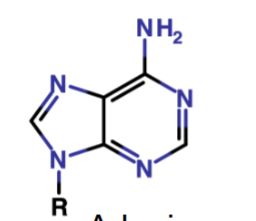 <p>Name the ring and the nucleotide</p>