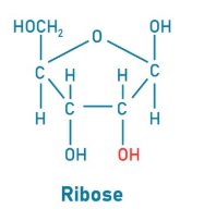 <p>What is ribose?</p>