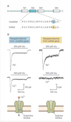 <p>- NMDA receptors are highly permeable to Ca²⁺, whereas non-NMDA receptors (e.g., AMPARs) generally are not.</p><p>- This permeability is determined by the amino acid sequence in the M2 domain.</p><p>- NMDA receptors have a positively charged arginine residue in the M2 domain, whereas non-NMDA receptors typically have an uncharged amino acid, such as glutamine.</p>