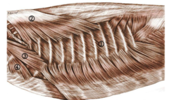 <p>-pull the ribs craniodorsally</p><p>-widen the thoracic cavity</p>