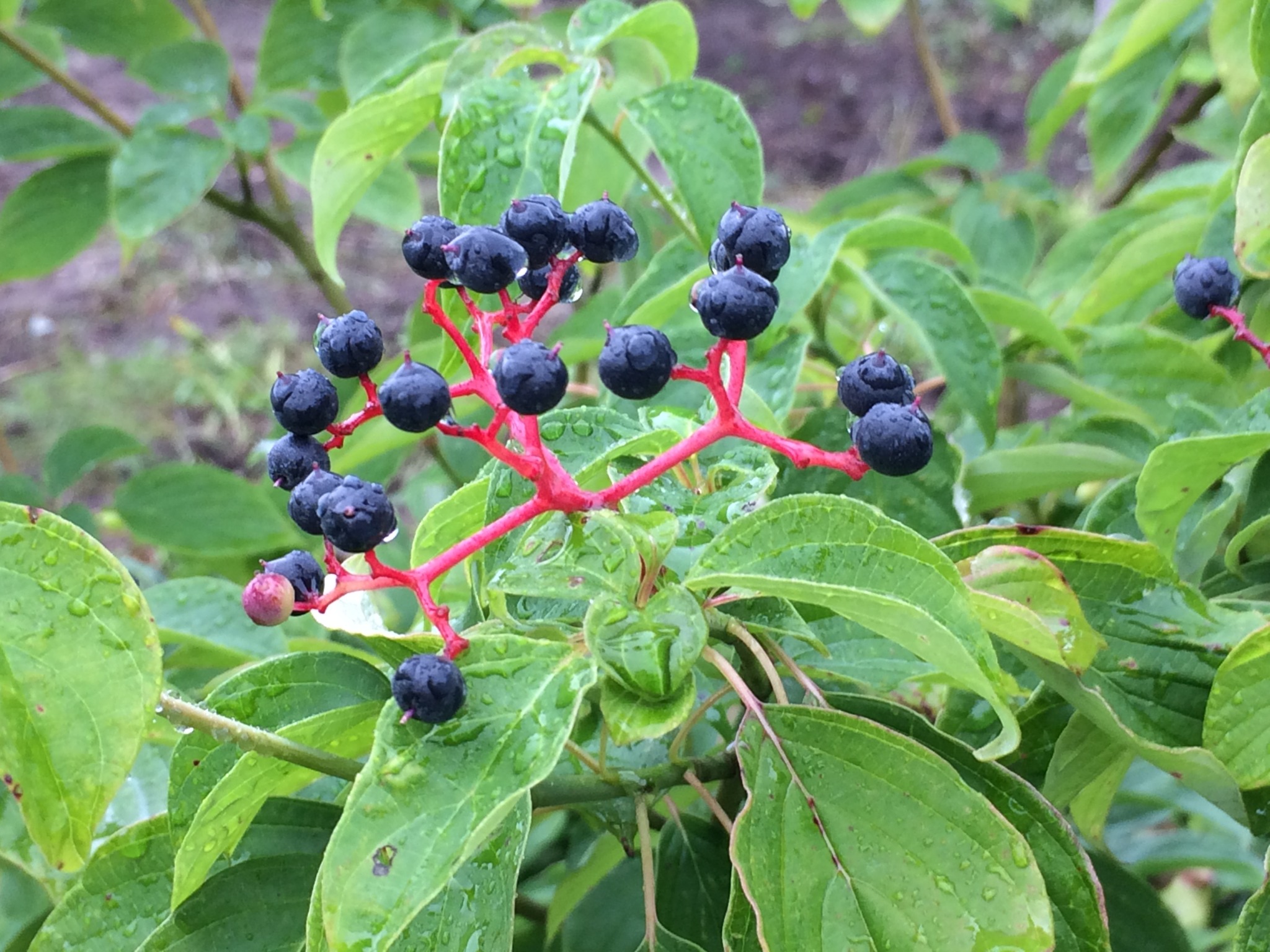 <p>What tree is this?</p>