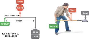 <p>Speed lever - load is farther from fulcrum than effort</p><p>Faster movement over large range of motion, less power</p>