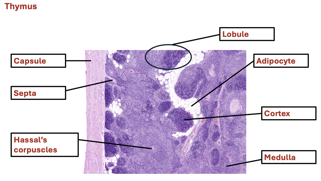 <p>thymus</p>