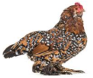 <p>welk type kip is dit</p>