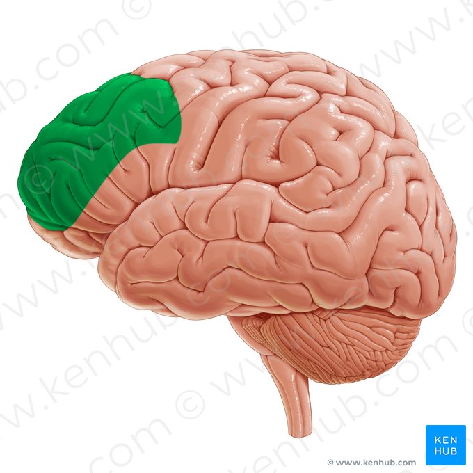 <p>Deel van de prefrontale cortex dat belangrijk is voor cognitieve controle, werkgeheugen en het onderdrukken van irrelevante informatie; speelt een grote rol bij complexe executieve functies.</p>