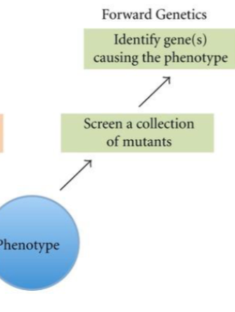 <p>Forward Genetics</p>