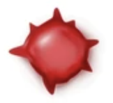 <p><strong>Acanthocytes</strong></p>