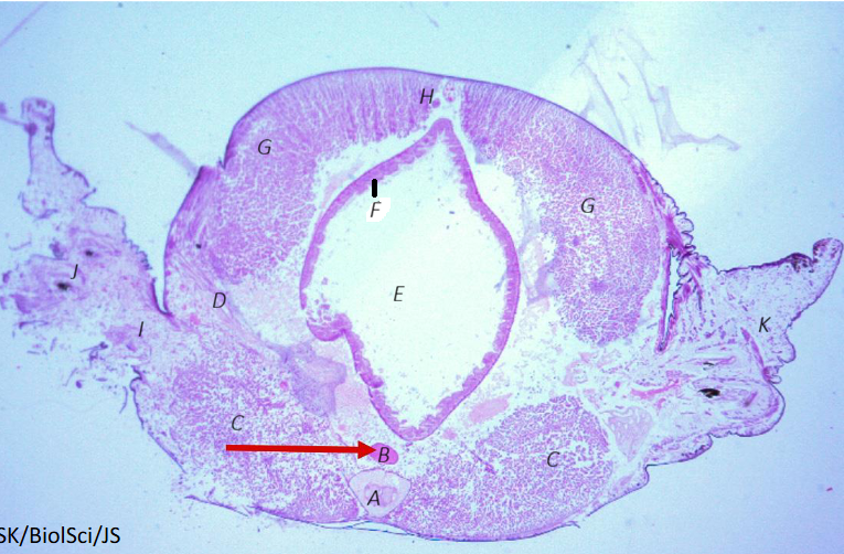 <p>A. Ventral Nerve Cord </p><p>B. Ventral Blood Vessel</p><p>C. Ventral Longitudinal Muscle</p><p>D. Oblique Muscle</p><p>E. Intestine</p><p>F. Gastrodermis, composed of columnar endothelium</p><p>G. Dorsal Longitudinal Muscle</p><p>H. Dorsal Blood Vessel</p><p>I. Acicular Muscle</p><p>J. Acicula</p><p>K. Parapodium</p><p>L. Cuticle </p><p>M. Epidermis</p><p>N. Circular Muscle</p><p>Remember the orientation of the slides. They will be upside-down? </p><p>Body wall is composed of L, M, N. </p>