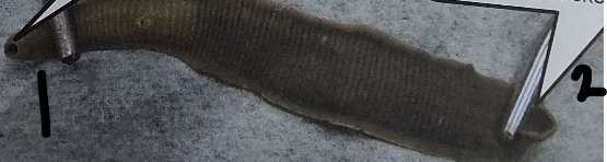 <p>What is point 2 on this leech </p>