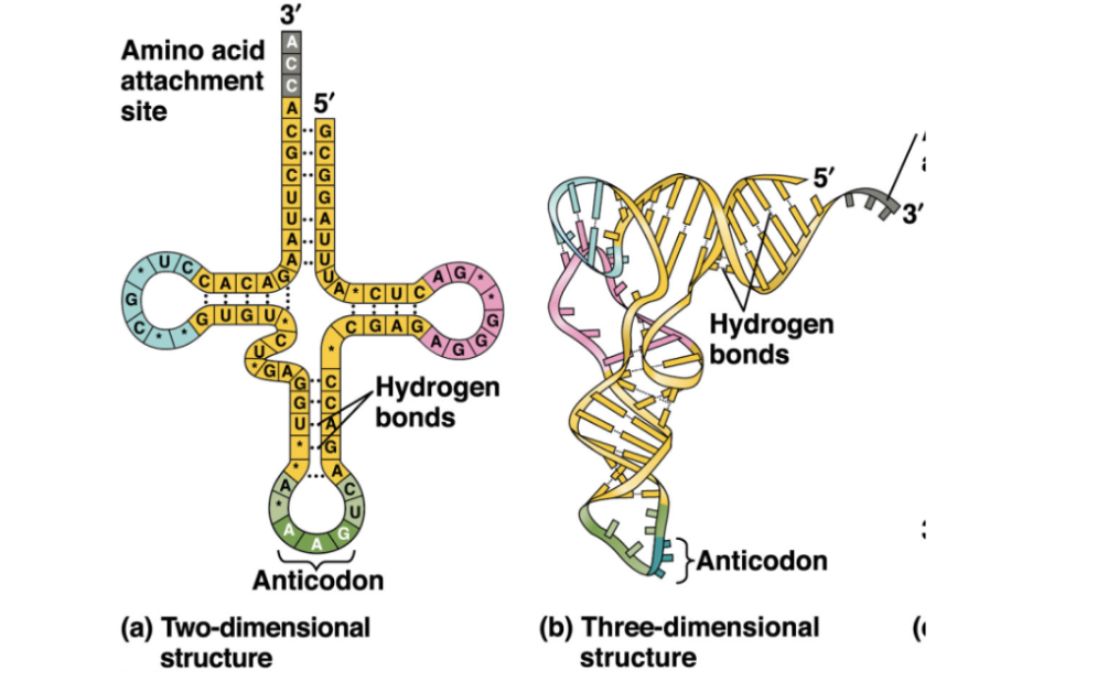 <p><strong>tRNA, or transfer RNA</strong>, is basically the molecule that <strong>brings the correct amino acid to the ribosome during translation</strong>.</p><p>Think of it as an <strong>adapter</strong> between the mRNA code and amino acids.</p><p>It has two especially important parts:</p><ul><li><p>The <strong>3′ end</strong> at the top is the <strong>amino acid attachment site</strong>. A specific amino acid gets attached there.</p></li><li><p>The <strong>anticodon</strong> at the bottom is a 3-base sequence that pairs with a complementary <strong>codon on the mRNA</strong>.</p></li></ul><p>For example, if the mRNA codon is:</p><p><strong>5′-AUG-3′</strong></p><p>the tRNA has a complementary anticodon that pairs with it, and that tRNA carries <strong>methionine</strong>.</p><p>The left side of the figure is the simplified <strong>2D cloverleaf shape</strong>, while the right side shows the actual folded <strong>3D shape</strong> of tRNA.</p>