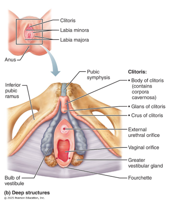 <p>Ridge where labia minora joins posteriorly</p>