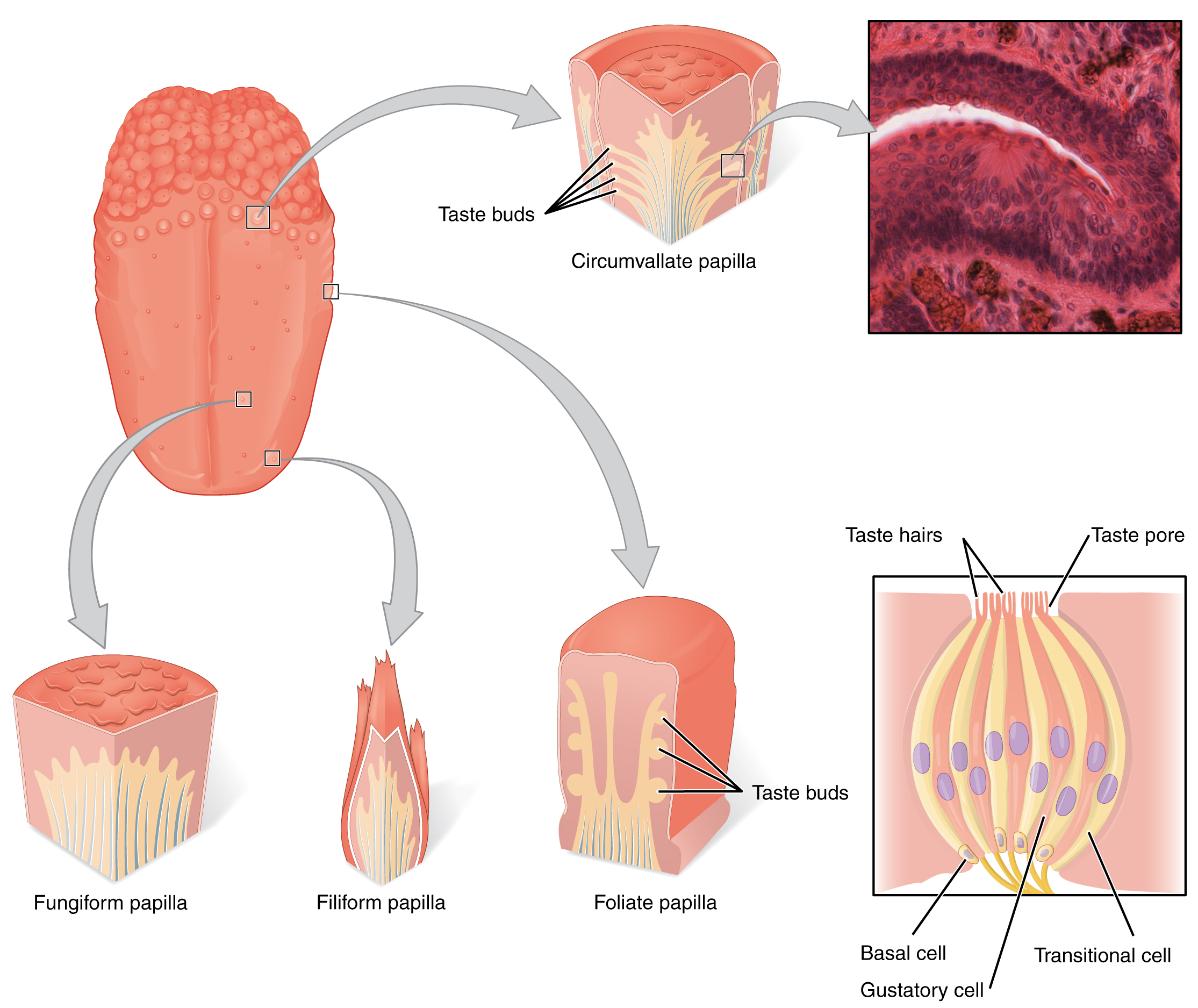 <p>Gustatory cells</p>