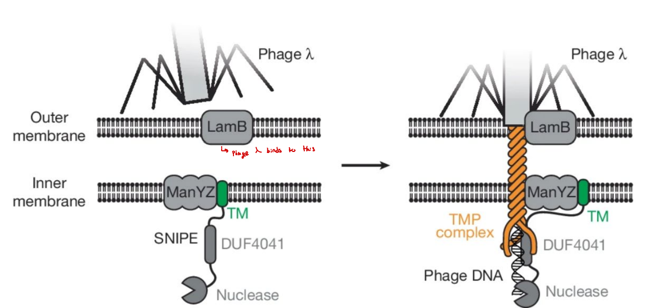 <p>The restriction modification system utilized restriction enzymes paired with methylase. The restriction enzyme cleaves apart phage DNA while the methylase ensures the endonucleases don’t cut DNA. Membrane bound nucleases are commonly used by bacteria, when the tail of the phage breaks through the membrane it activates an imbedded nuclease. </p>
