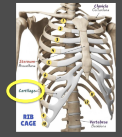 <p>Anterior part of the rib.</p><ul><li><p>Image is slightly wrong since the rib does not connect all the way to the sternum; the costalcartilage exists between the sternum and the rib.</p></li></ul><p></p>