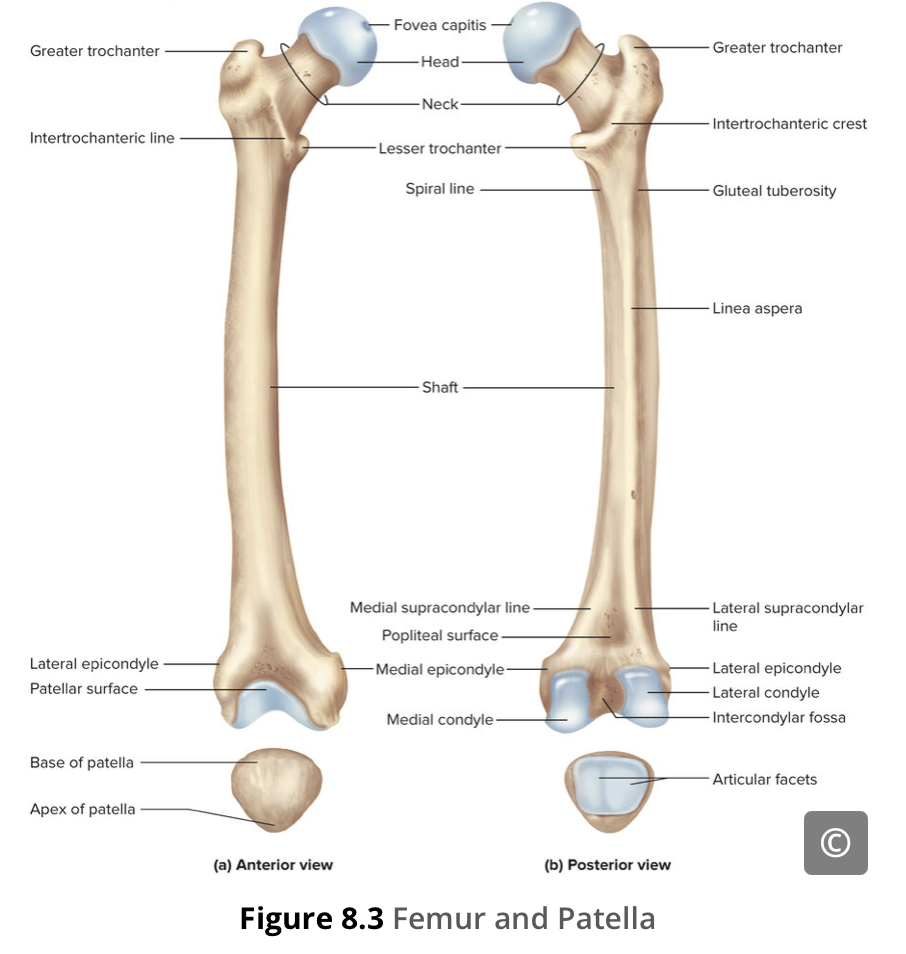 <p>the smooth portion that covers the distal and posterior aspects of the lateral expansion</p><p><span>articulate with the tibia to form the knee joint</span></p>
