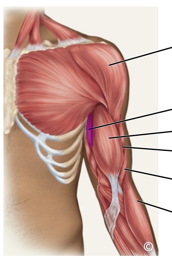 <p>anterior</p>