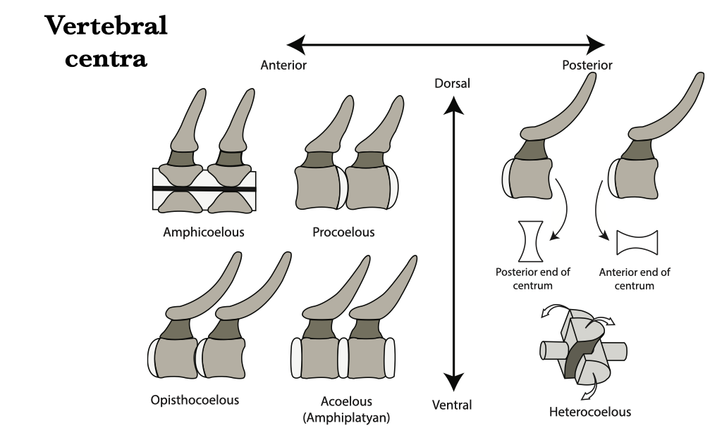 <p>Anterior surface of centra is convex, posterior surface is concave</p>