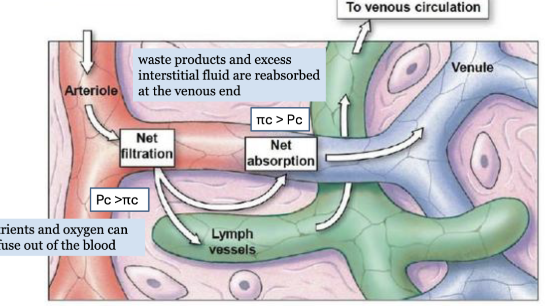 <p>Starling Forces → 4 forces</p><ol><li><p>capillary hydrostatic pressure (Pc) → pushes fluid OUT of capillary → filtration</p></li><li><p>interstitial fluid pressure (Pi) → pushes fluid INTO capillary → reabsorption</p></li><li><p>capillary oncotic pressure (πc) → proteins pull water INTO capillary → reabsorption</p></li><li><p>interstitial oncotic pressure (πi) → proteins pull water OUT of capillary → filtration</p></li></ol><p>net filtration pressure (NFP) = (Pc + πi) - (Pi + πc)</p><p>positive NFP → filtration</p><p>negative NFP → reabsorption</p><p></p>