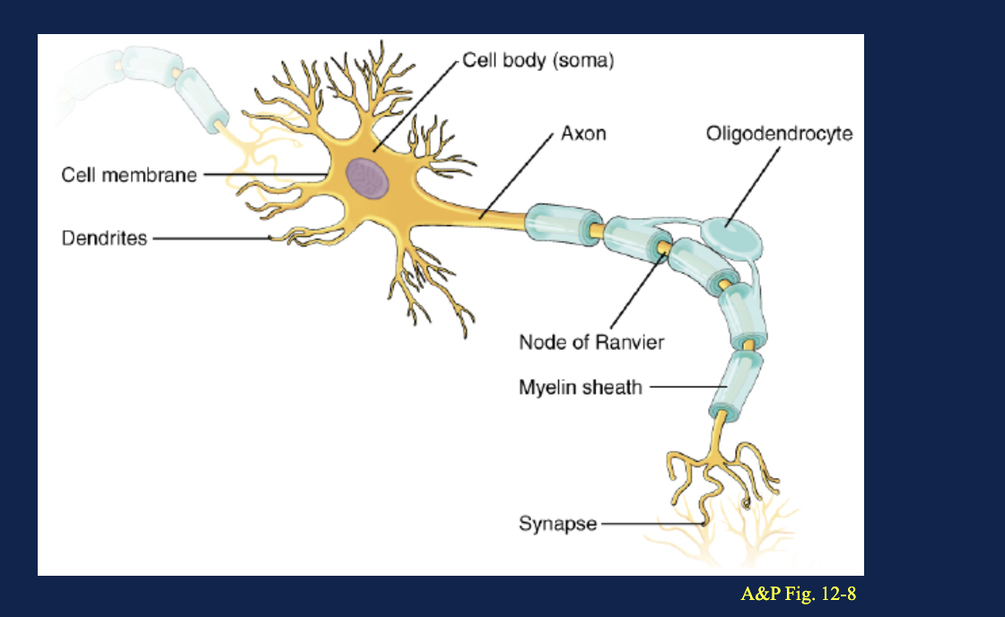 <p>On an unlabeled myelinated neuron, what are the small gaps between sections of myelin?</p>